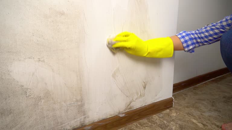 Reliable East Marion, NY Mold Removal Solutions